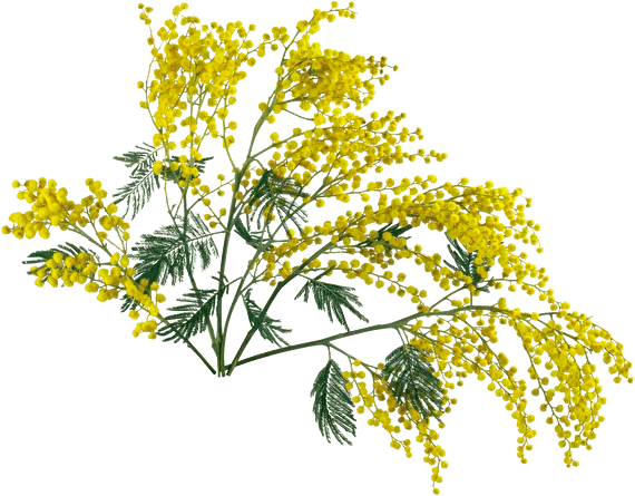 Р­Р»С‚РµСЃ